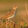 Skrivan polni - Alauda arvensis - Sky Lark 1381
